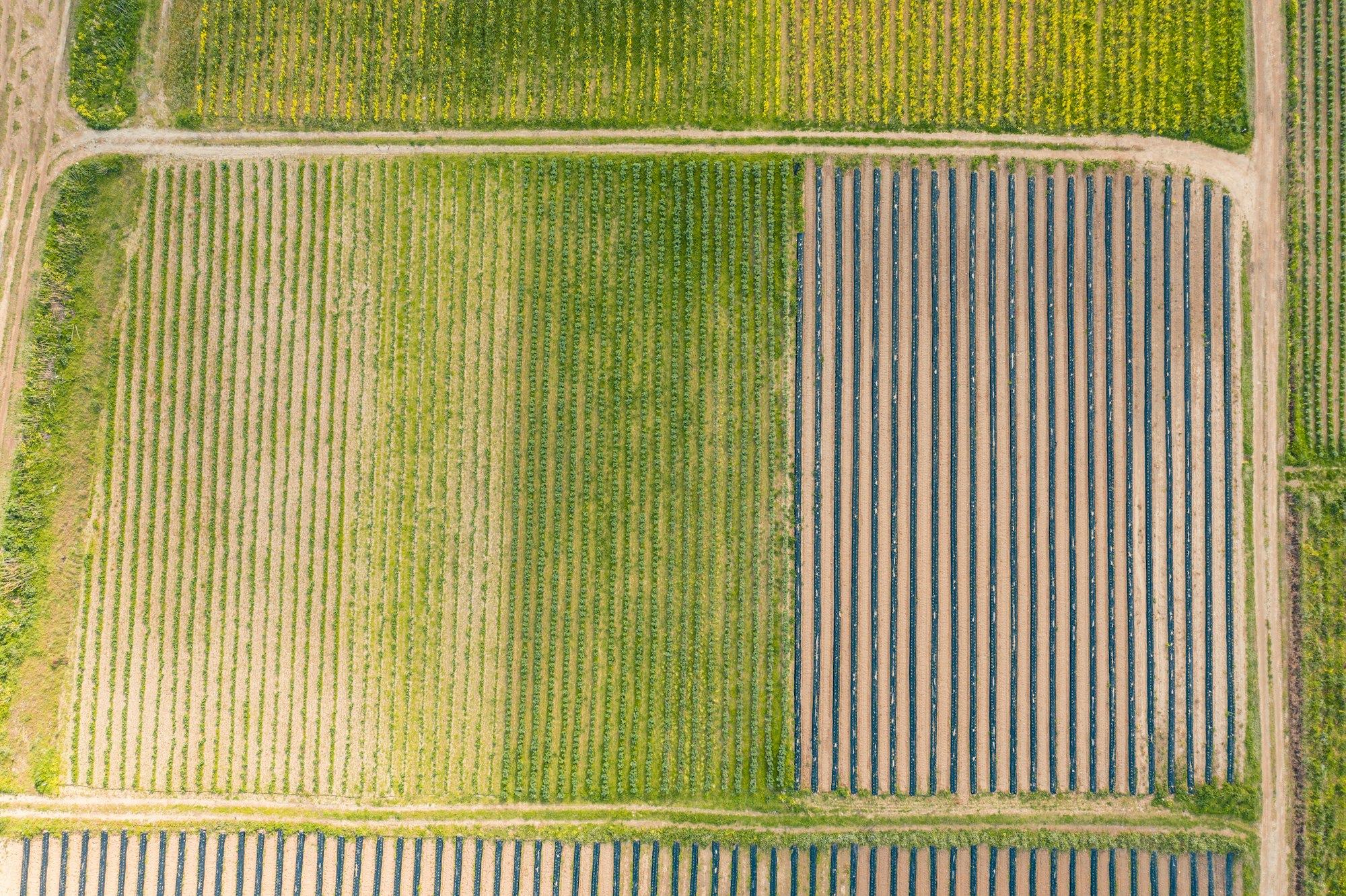 Aerial view pattern cultivated land